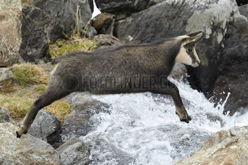 Chamois jumping over a torrent - France Alps Mercantour