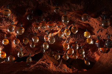 The Honey Ants Dream. The honeypot ants' chambers can generally be found more than one meter deep. They are connected to one of the entrances to the colony by a vertical tunnel that is dug out by the worker ants in very hard earth. Northern Territory  Australia