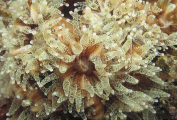Dark colonial coral - Mediterranean Sea