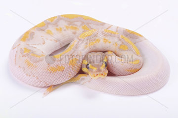 Ball python Python regius  piebald albino