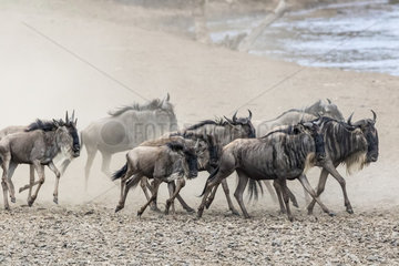 Wildebeest (Connochaetes taurinus)  Migration  crossing the Mara river  Masai-Mara game reserve  Kenya