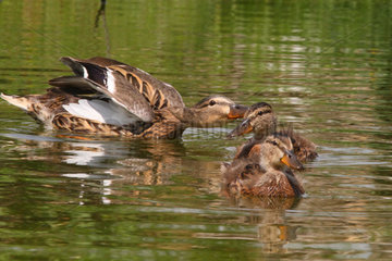 Mallard female and young on water