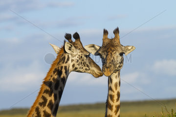 Portrait of Masai Giraffes in the savanna - Masai Mara Kenya