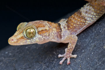 Madagascar ground gecko (Paroedura bastardi)  Madagascar