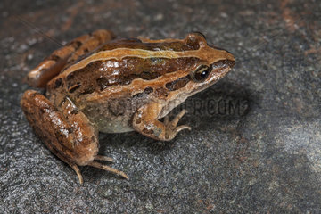 Moroccan Painted Frog (Discoglossus scovazzi) Striped shape  Morocco