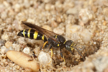 Digger wasp (Gorytes laticinctus) extracting a large grain of sand from its nest  France