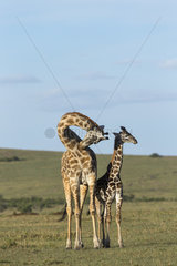 Masai Giraffe and young in savannah - Masai Mara Kenya