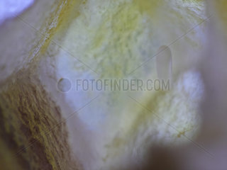 Honey bee (Apis mellifera) - In a cell  a one-day-old egg recently laid by the queen.