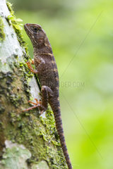 Bocourt's Dwarf Iguana (Enyalioides heterolepis)  Chocó colombiano  Ecuador