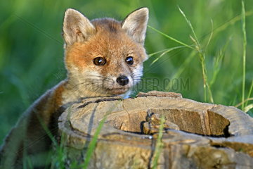 Red fox (Vulpes vulpes)  young fox playing on an old wood stump  Allenjoie  Franche-Comte  France