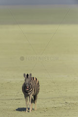 Burchell's zebra (Equus burchellii)  makes face in the Pan  Namibia  Etosha national Park