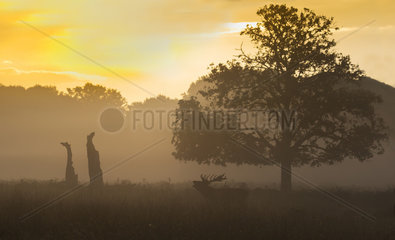 Stag Red Deer bellowing in the mist at dawn - GB
