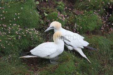 Northern Gannet (Sula bassana) couple displaying on flowery slope  Scotland