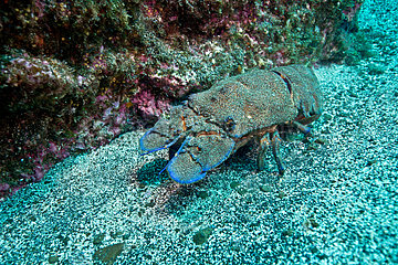 Mediterranean Slipper Lobster - Pico Azores Portugal