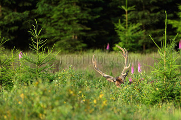 Red Deer (Cervus elaphus) male in velvet  Belgium