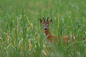 Roe deer (Capreolus capreolus) male in a field  Normandy  France