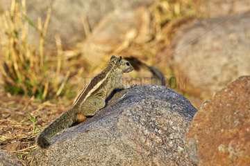 Indian palm squirrel on rock - Sandur Mountain Range India