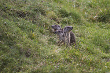 Young Alpine Marmots in the grass - Auvergne France