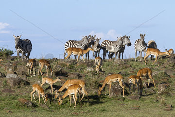 Grant's zebras and Impalas - Maasai Mara Kenya