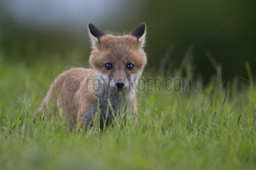 Cub Red Fox in a meadow at spring - GB