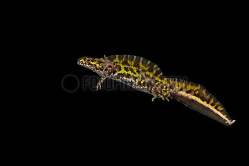 Male Marbled Newt swimming on black background
