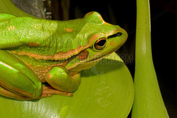 Green and Golden Bell frog - New Caledonia