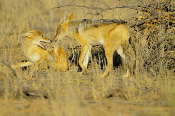 Black-backed jackal( Canis mesomelas)  Kalahari Desert  Kgalagadi  South Africa. Jackals are social animals that live together and form very united couples that last a lifetime. Family groups can have up to six individuals. Couples use a very complex body language.
