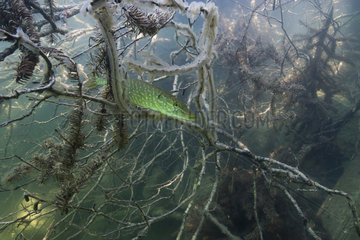 Big Pike (Esox lucius) in its environment  Lake of the Jura  France
