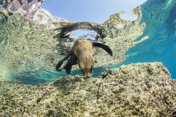 Juvenile of California sea lion  (Zalophus californianus)  Los Islotes  Sea of Cortez  Baja California  Mexico  East Pacific Ocean