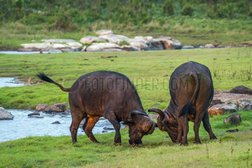 Cape buffalo (Syncerus caffer) fighting  Kruger national park  South Africa