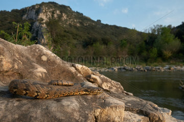 Viperine water snake or Viperine snake (Natrix maura) on rock  Collias  South of France