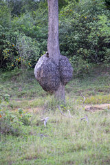 Burl (American English) or bur or burr on the bark of a tree  Wilpattu National Park  Northwest Coast of Sri Lanka