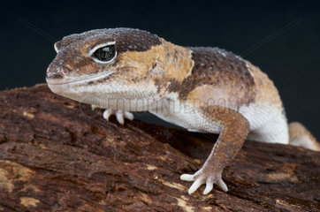 Fat-tailed gecko (Hemitheconyx caudicinctus)  Togo