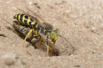 Sand wasp (Bembix rostrata) female entering its gallery with its prey: a syrphe  Regional Natural Park of the Vosges du Nord  France