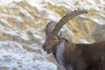 Alpine Ibex (Capra ibex)  Male  Gran Paradiso National Park  Alps  Italy  Europe