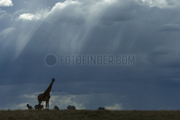 Masai Giraffe and storm in the dry season - Masai Mara Kenya