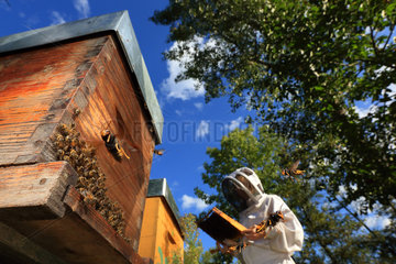 At the experimental apiary of the CNRS (national center for scientific research) in Toulouse  the hornets attack during the beekeeper's inspection of the hives. ///
