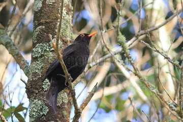 Azores Blackbird (Turdus merula azorensis) on a branch  Azores  Portugal