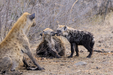 Spotted hyena and young to their den - Kruger South Africa