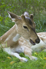 Portrait of Axis deer lying in the grass - Bardia Nepal