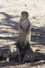 South african ground squirrel watching for Etosha Namibia
