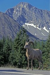 Bighorn sheep stopped on a road in spring Canada