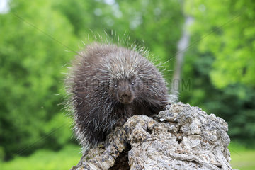 North American porcupine on a trunk - Minnesota USA