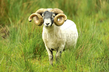 Scottish Blackface Sheep - Scotland