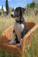 Bull-terrier aged 3 months sitting on a chair