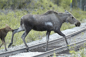 Alaskan Moose and young crossing the rails - Denali Alaska