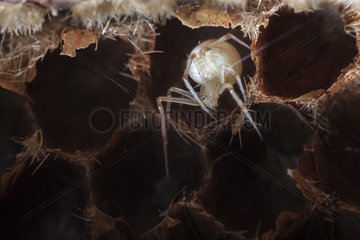 Comb-footed Spider in the cell of an empty shell - France