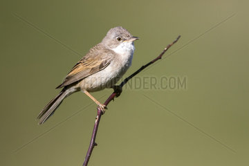 Common Whitethroat (Sylvia communis) on a branch  Guadarrama National Park  Spain