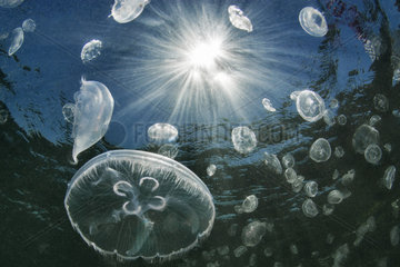 Common jellyfish (Aurelia aurita)  Bassin de Thau  Balaruc  Herault  France