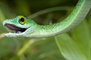 Spotted Bush Snake (Philothamnus semivariegatus)  South Africa